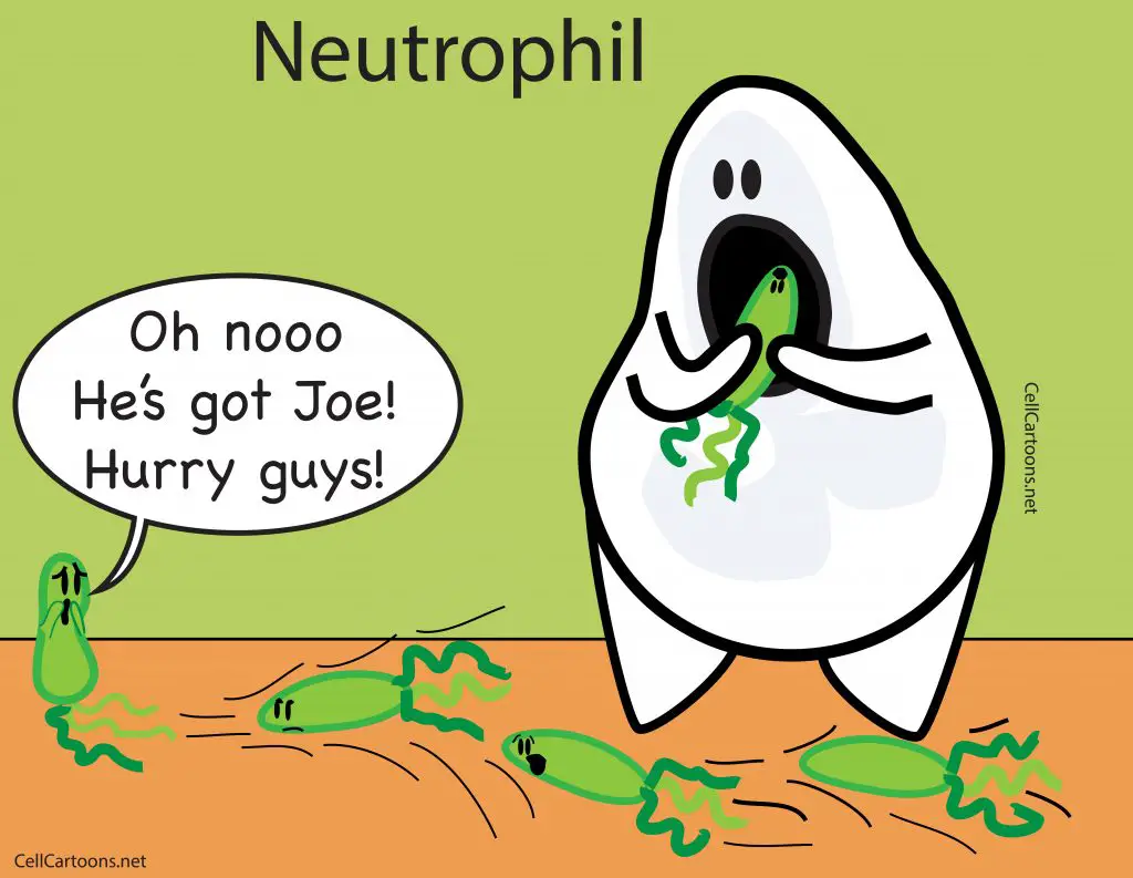Phagocytosis_neutrophil_lysosome_bacteria