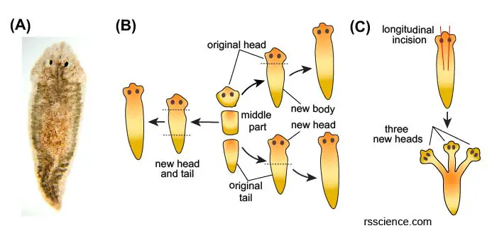 Planarian-regeneration-multiple-heads