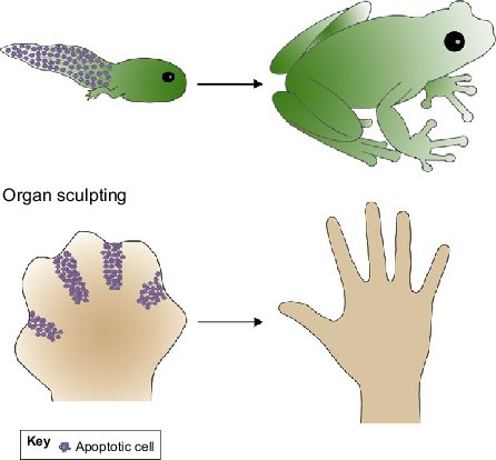 Roles-for-apoptosis-in-tissue-and-organ-sculpting