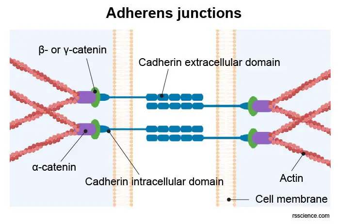 adherens-junctions-cytoskeleton-cardiomyocyte
