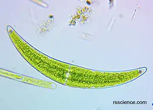 algae-Closterium