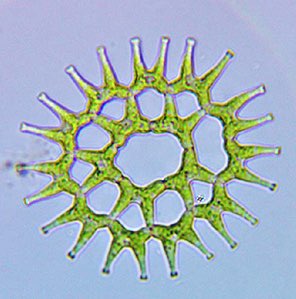 algae Pediastrum