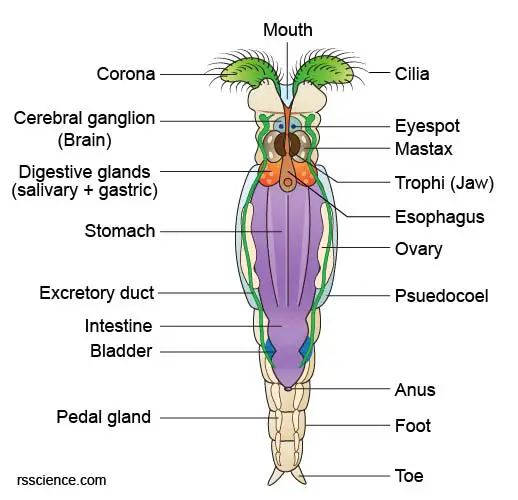 anatomy-female-bdelloid-rotifer