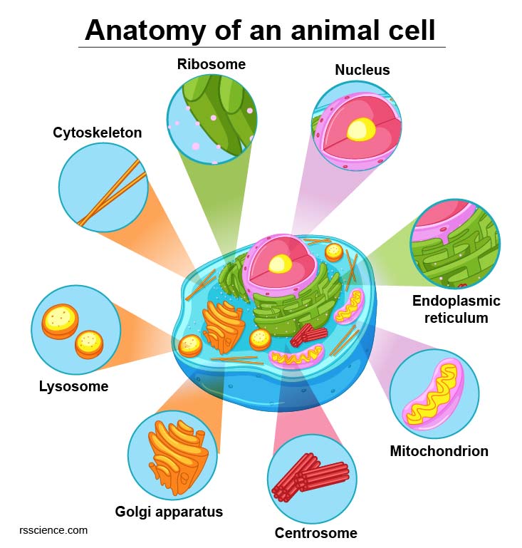 anatomy-of-an-animal-cell