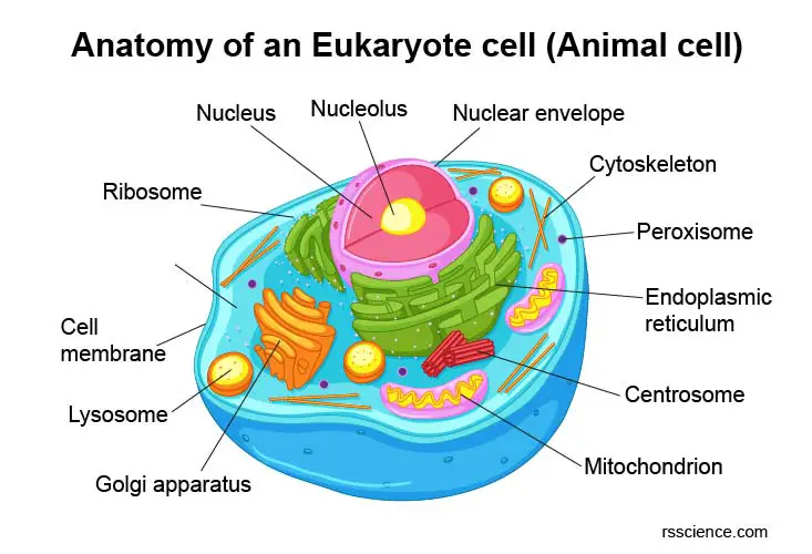 anatomy-of-eukaryote-cell-animal