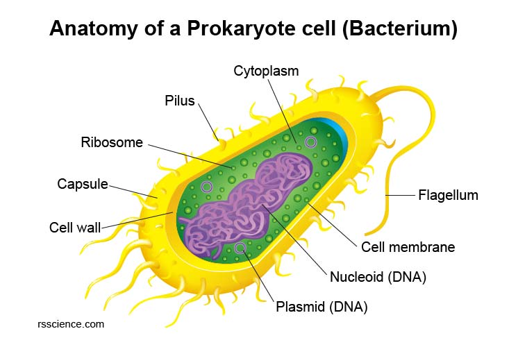 anatomy-of-prokaryote-cell-bacterium