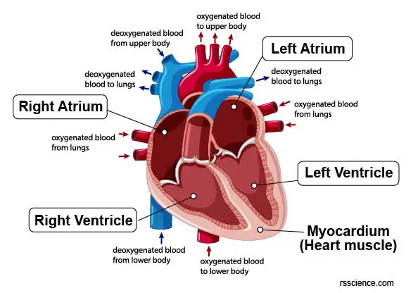 anatomy-of-the-human-heart
