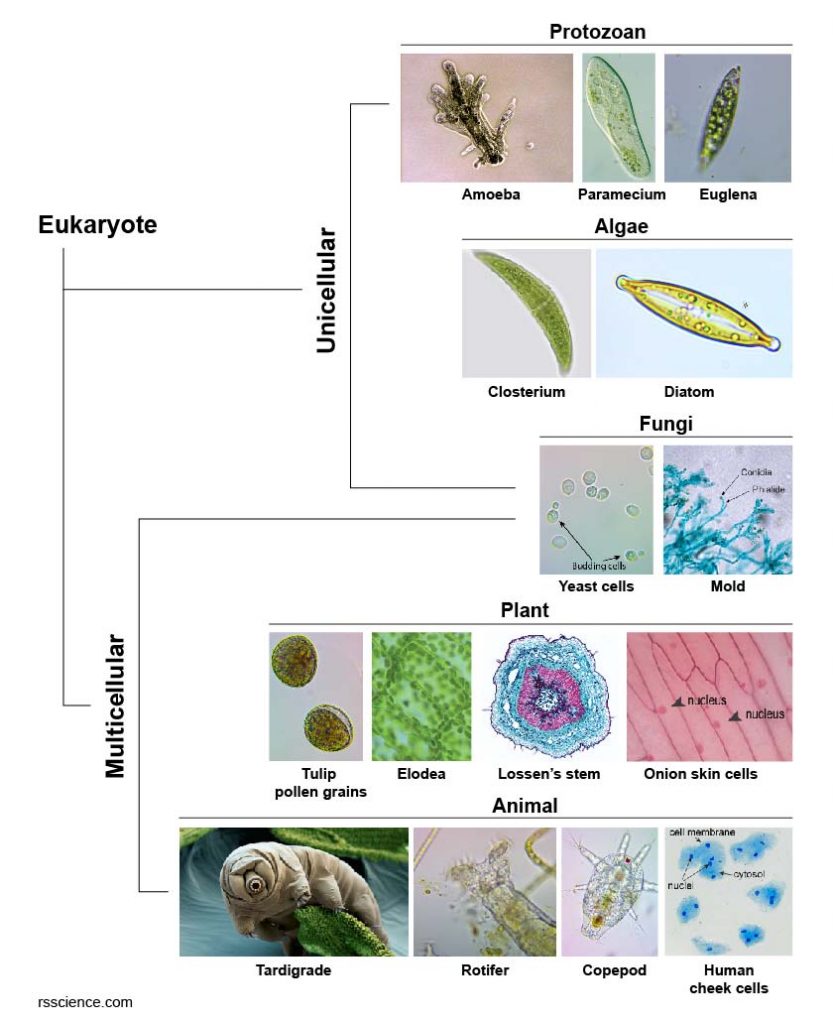 animal-plant-fungi-algae-protozoan-unicelluar-multicellular
