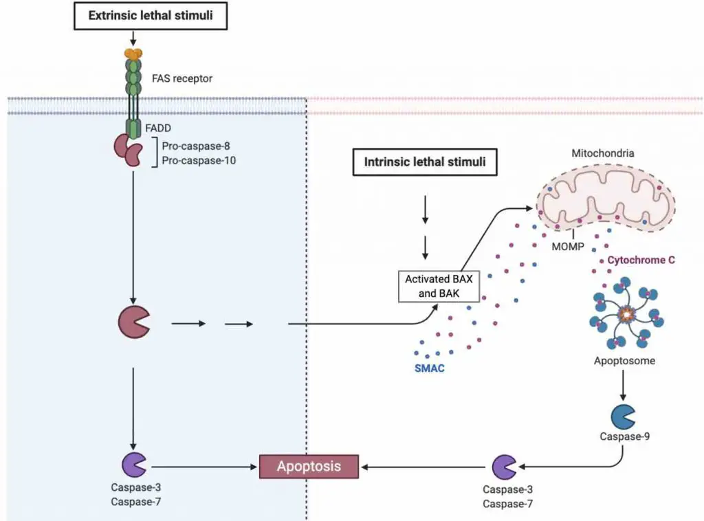 apoptosis-mitochondria-extrinsic-intrinsic-stimuli