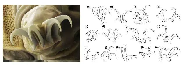 bear-like-claws-tardigrade-sem