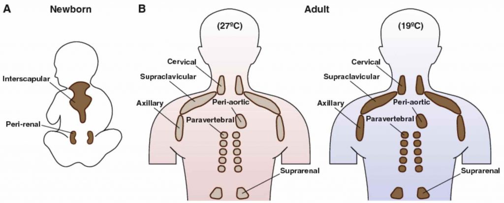 brown-fat-distribution-infant-and-adult