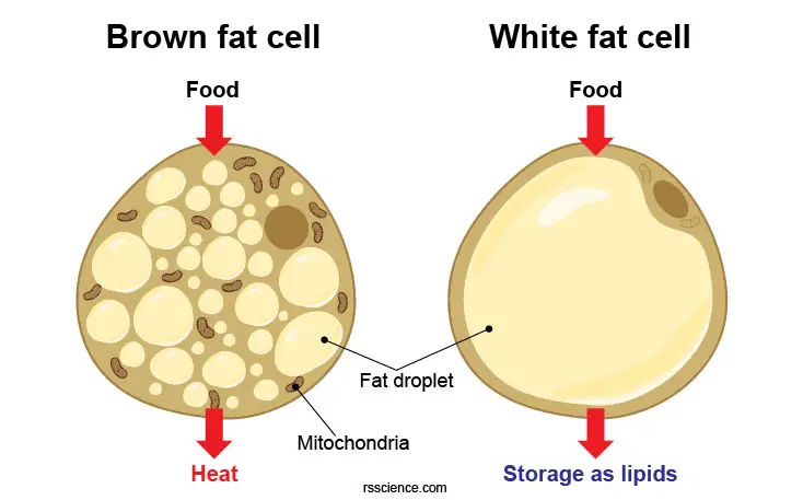 brown-fat-white-fat-mitochondria