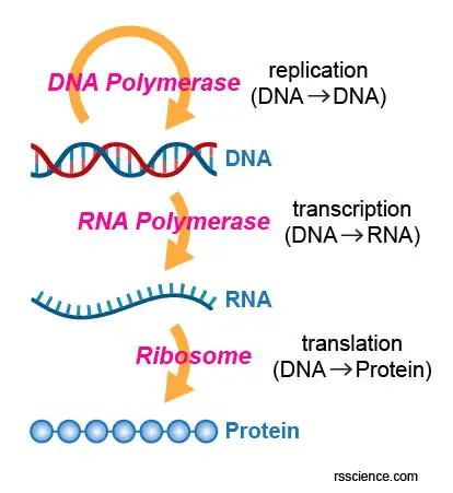 central-dogma-of-molecular-biochemistry-DNA-RNA-protein