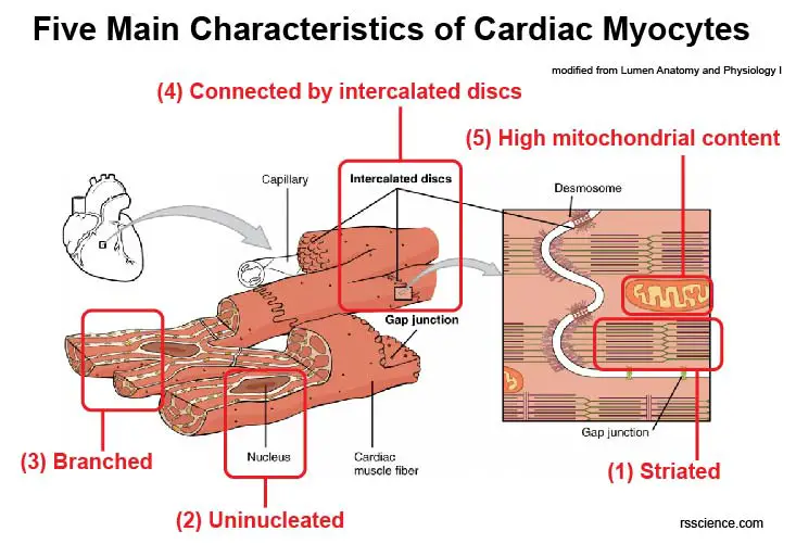 characteristics-of-mature-cardiomyocytes