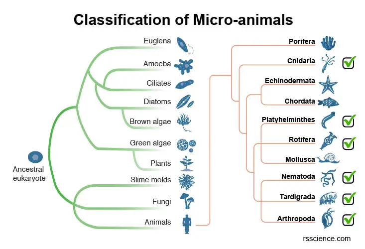 classification-of-micro-animals-rotifer-tardigrade-nematoda-human