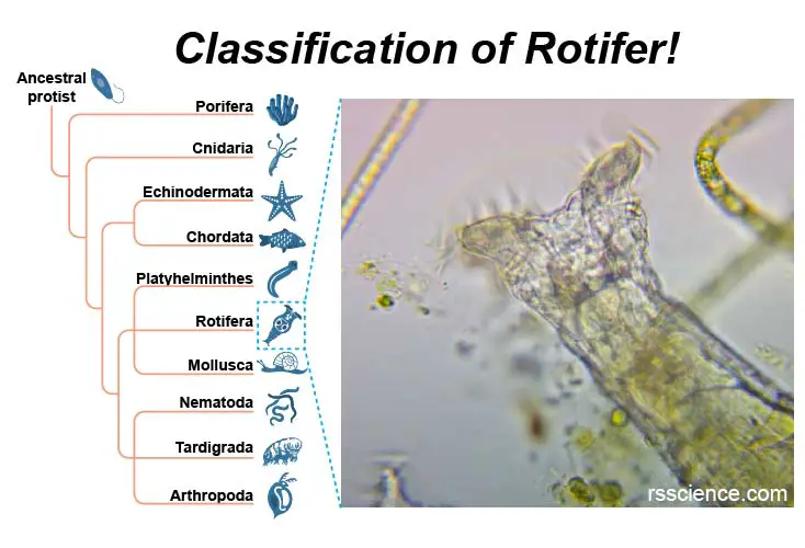 classification-rotifer-phylogenetic-tree