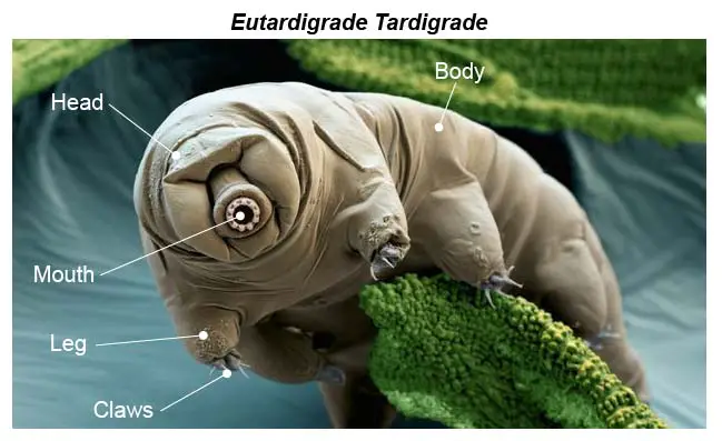 colored-SEM-image-Eutardigrada-tardigrade