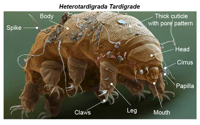 colored-SEM-image-Heterotardigrada-tardigrade