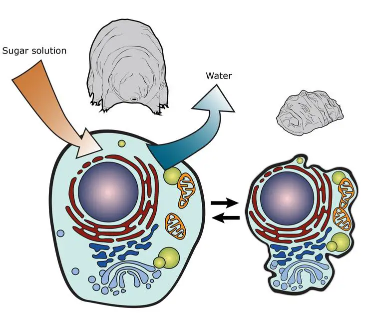 cryptobiosis-tardigrade