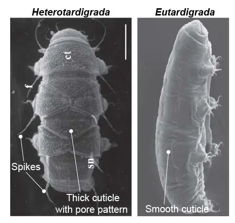 cuticle-tardigrade-Heterotardigrades-Eutardigrades-sem