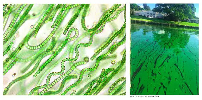 cyanobacteria-cyanobacterial-bloom