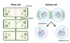 Animal Vs. Plant Cells - Similarities, Differences, Chart, And Examples ...