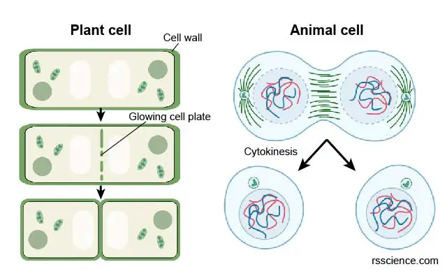 cytokinesis-in-amimal-and-plant-cells-difference