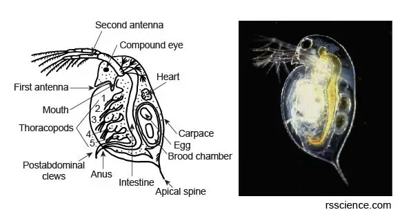 daphnia-anatomy