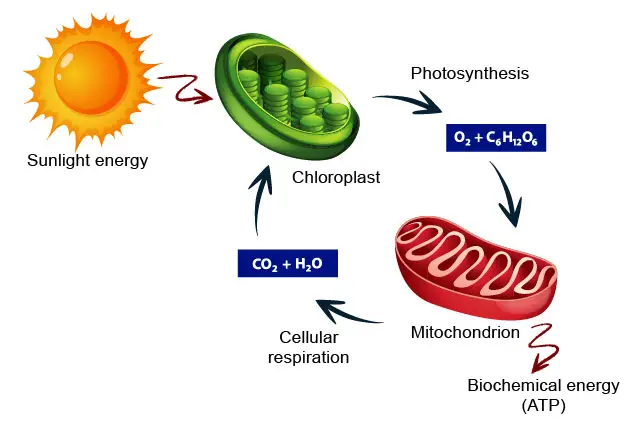 energy-flows-between-chloroplasts-and-mitochondria