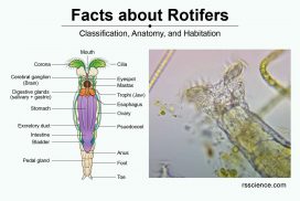 facts about rotifers classification anatomy habitation