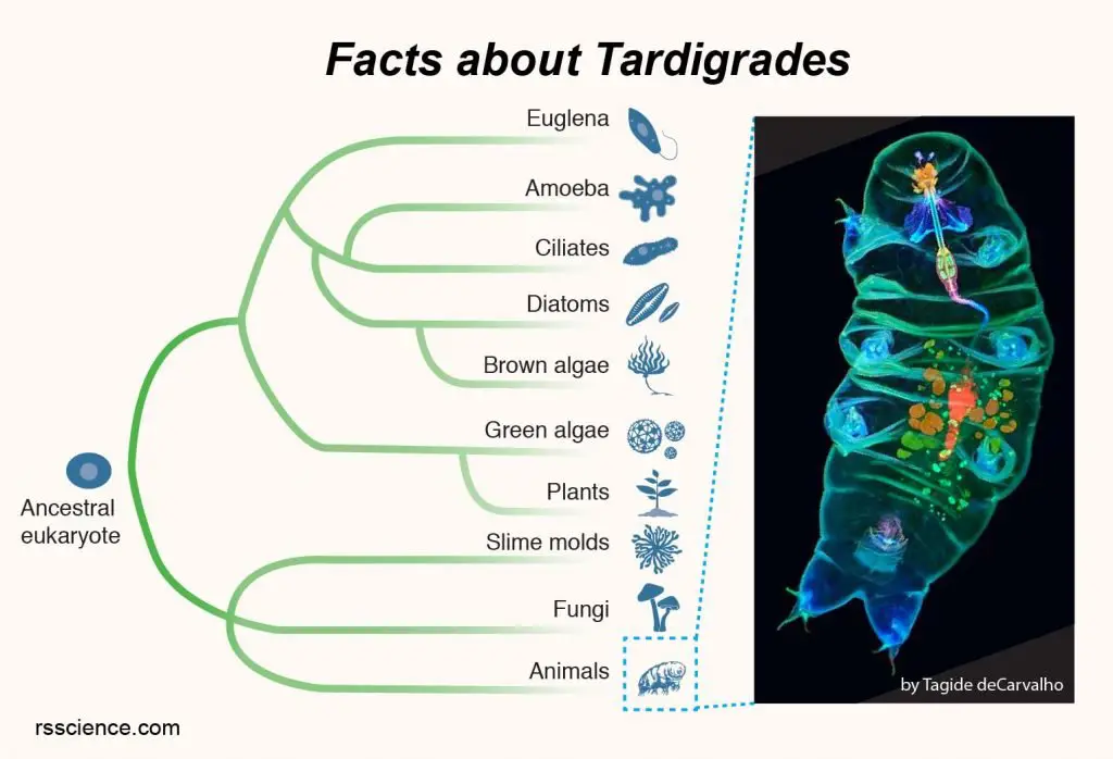 facts about tardigrades