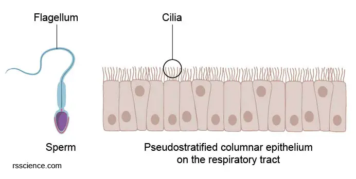 flagella-cilia-sperm-epithelium