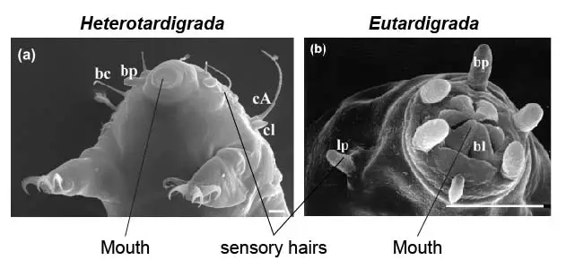 head-tardigrade-Heterotardigrade-Eutardigrade-sem