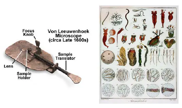 illustration-of-van-Leeuwenhoek-animalcules-simple-microscope