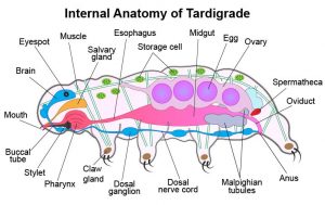 Facts About Tardigrades (Water Bears)