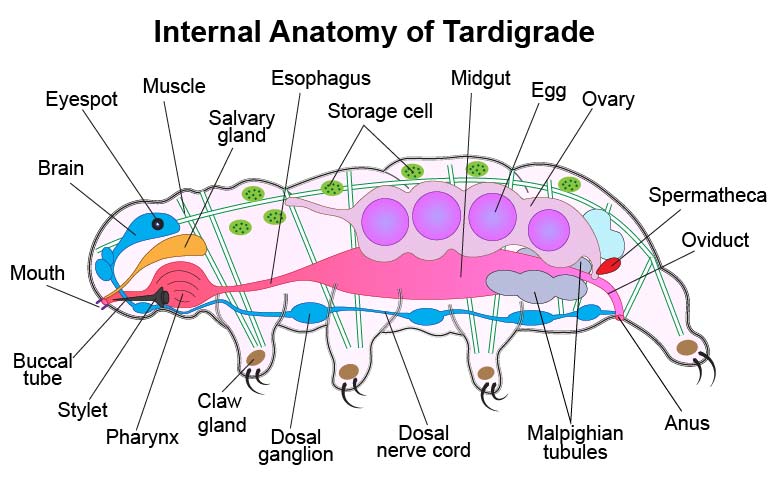 internal-anatomy-tardigrade