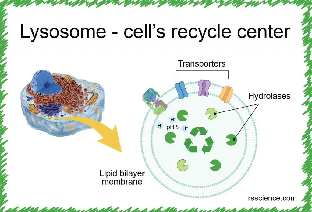 lysosome cell recycle center definition structure function