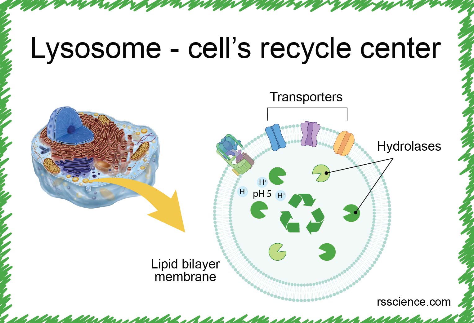 Golgi bodies, lysosomes and centrioles — lesson. Science State Board, Class  7.