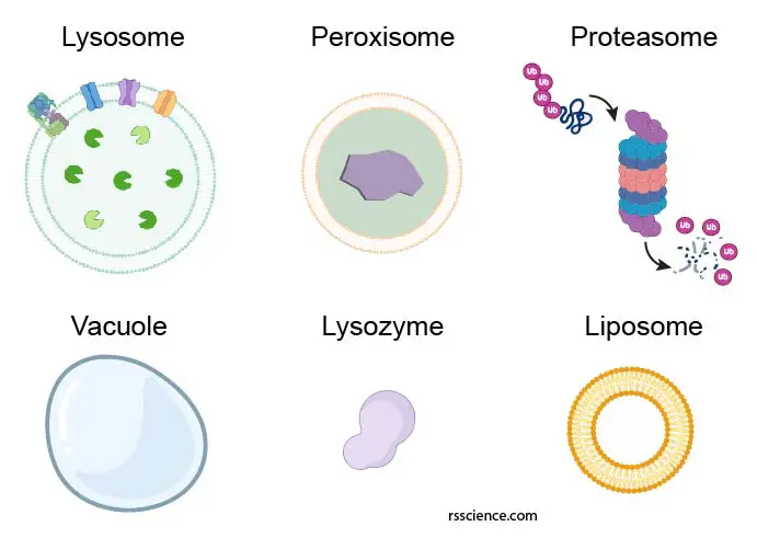 lysosome-peroxisome-proteasome-vacuole-lysozyme-liposome