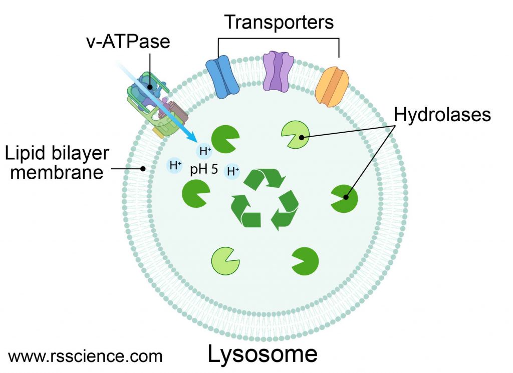 lysosome-structure