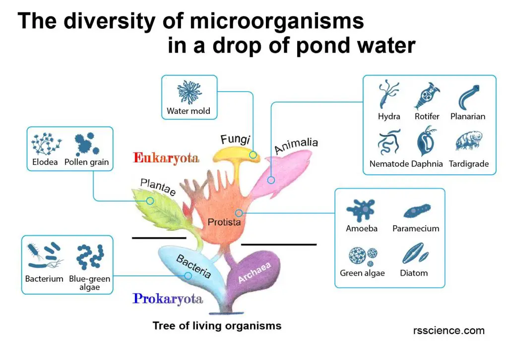microorganism-phylogenetic-tree