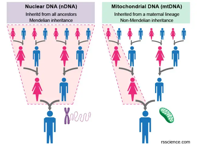 mitochondria-and-nuclear-inheritance