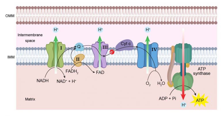 Mitochondria - the powerhouses of the cell - definition, structure ...