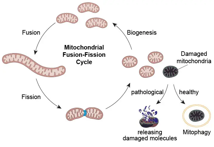 Mitochondria The Powerhouses Of The Cell Definition Structure