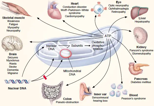 Mitochondria-related diseases