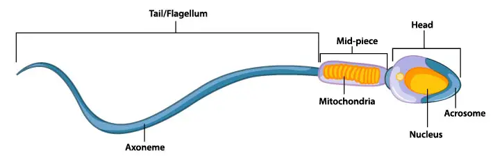 Mitochondria - the powerhouses of the cell - definition, structure ...