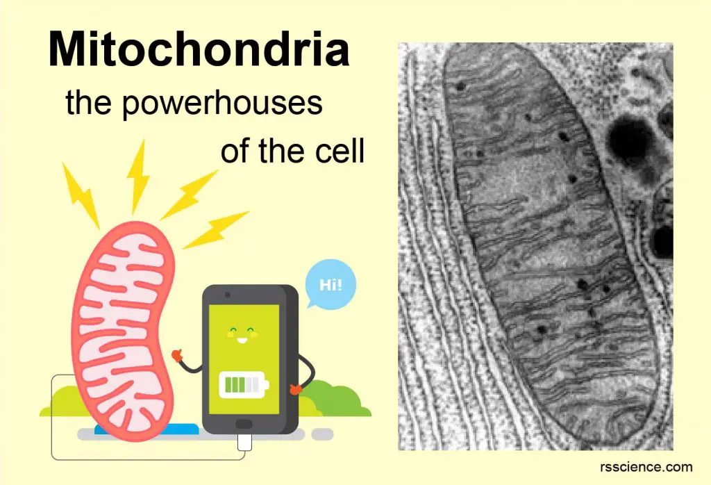 Mitochondria - the powerhouses of the cell - definition, structure, function, and biology - Rs 