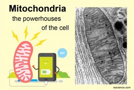 mitochondria structure function definition