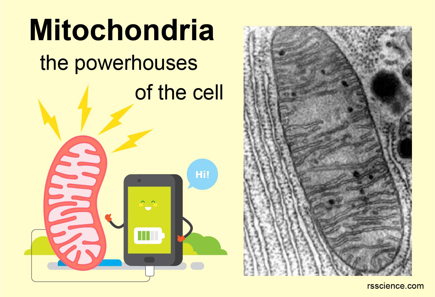 Function mitochondria Mitochondrion