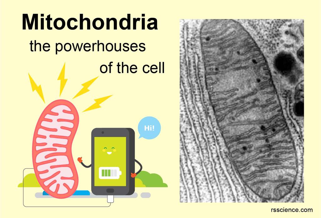 mitochondria structure function definition